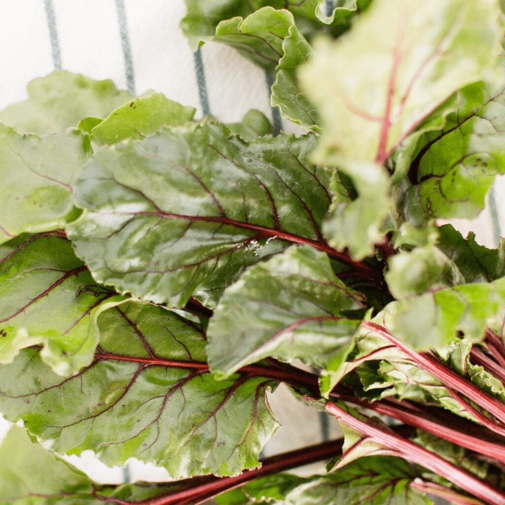 Beet Greens in the Garden