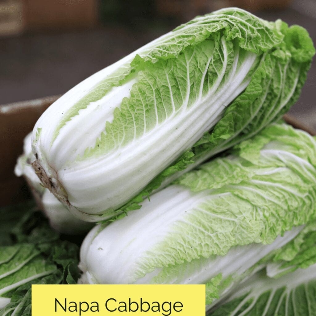 Napa Cabbage