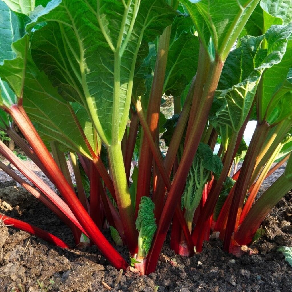 Rhubarb Plant