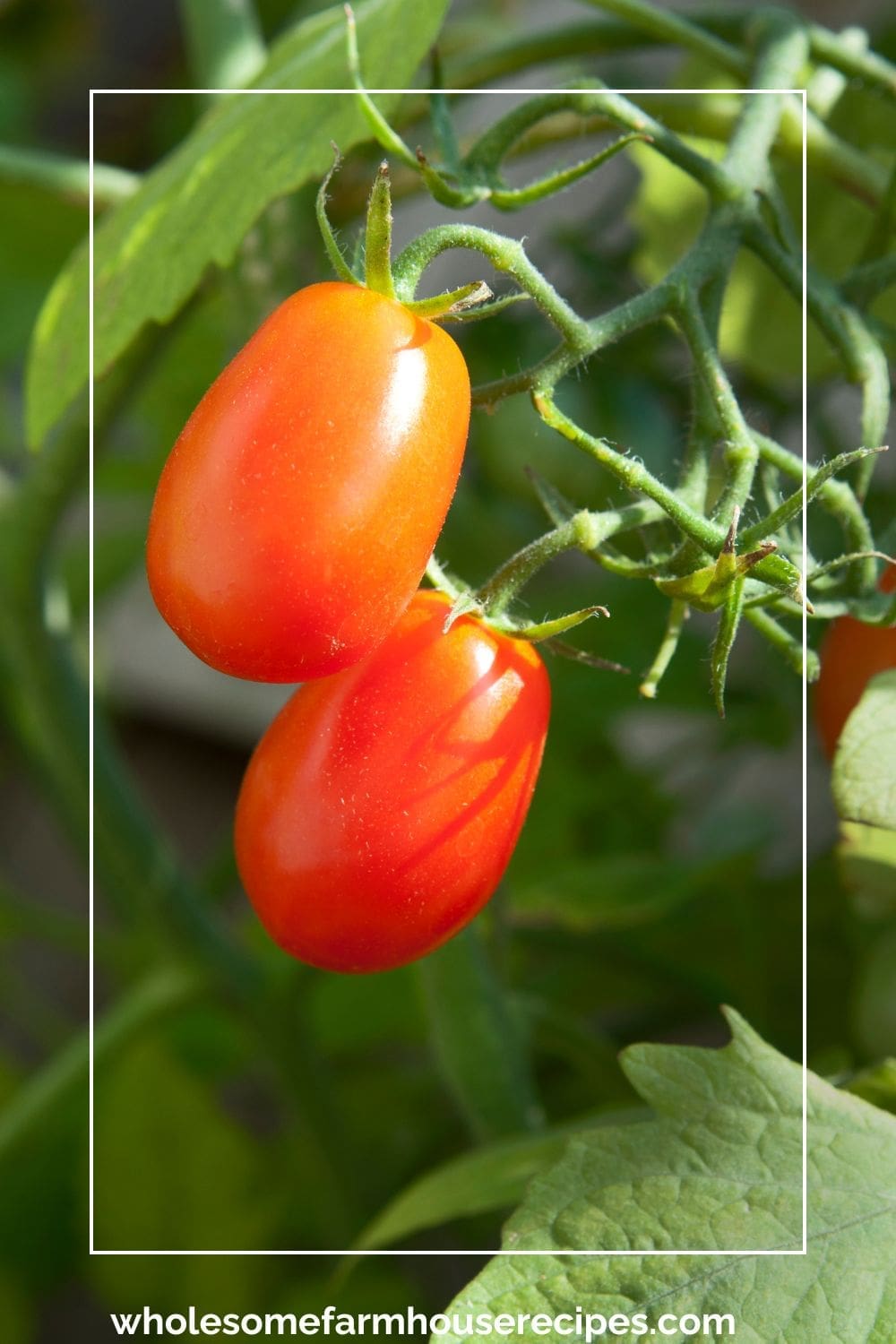 Grape Tomatoes on the Vine