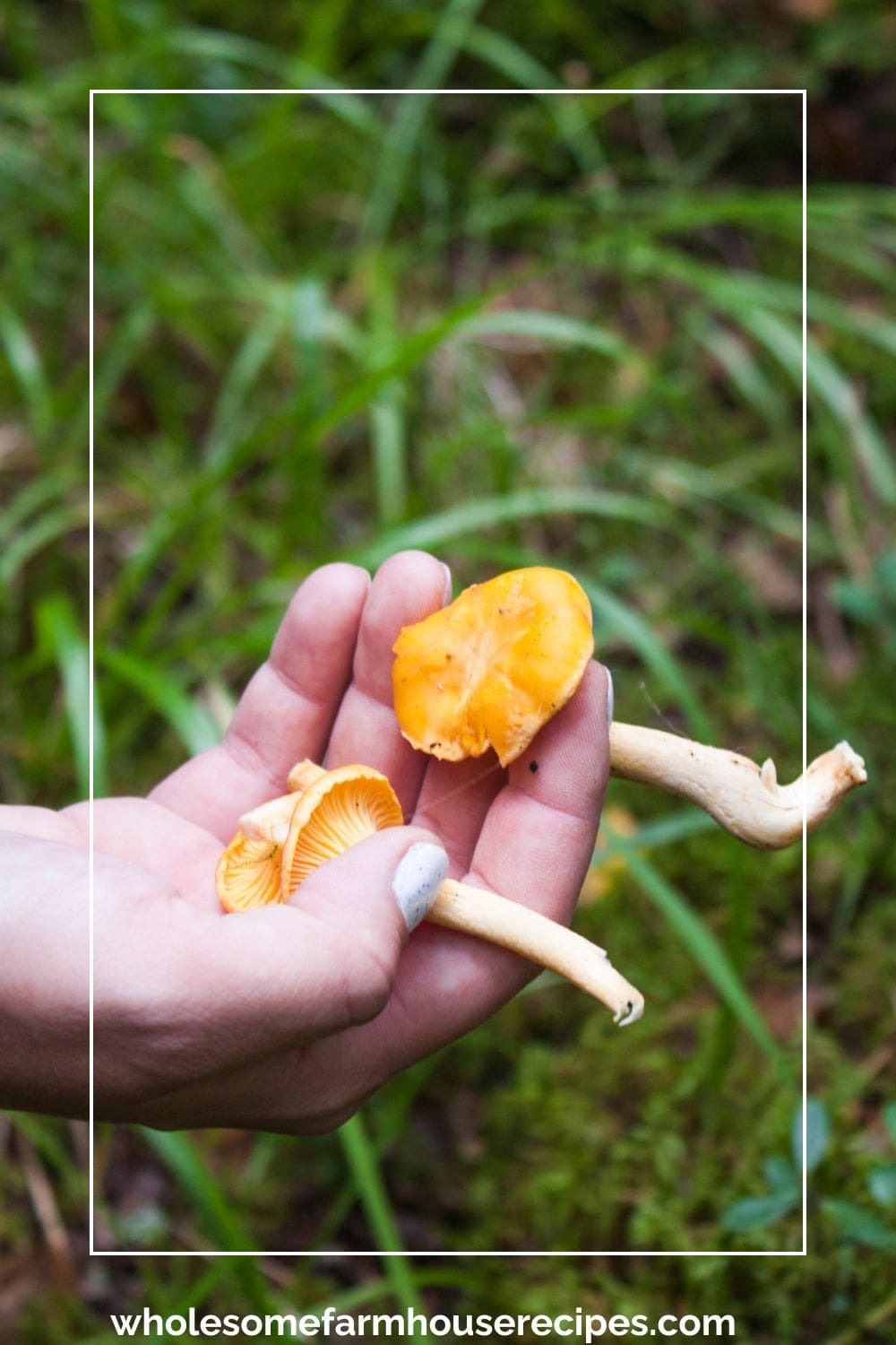 Foraging for Chanterelles