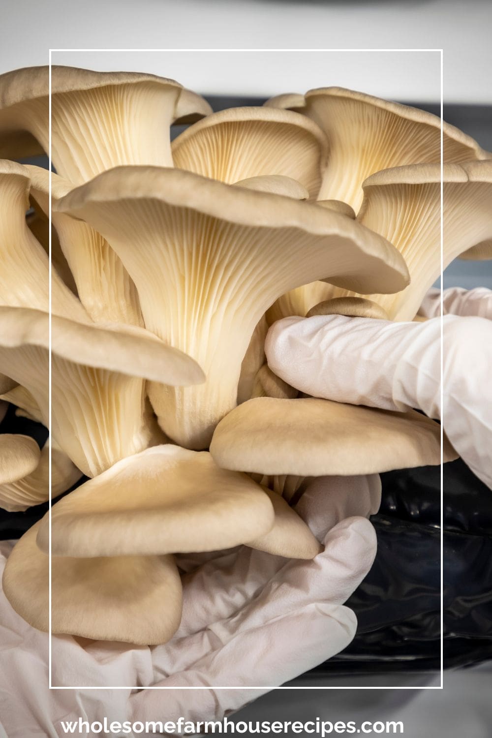 Handling White or Pearl Oyster Mushrooms