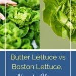 Quick and Easy 3-Ingredient Banana Ice Cream Recipe