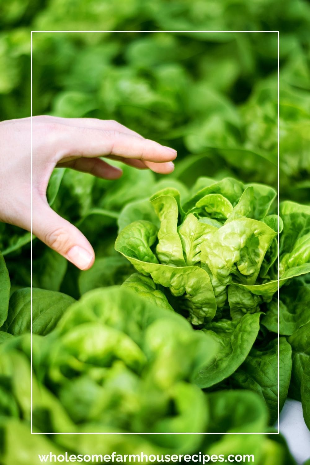 Choosing Boston Lettuce