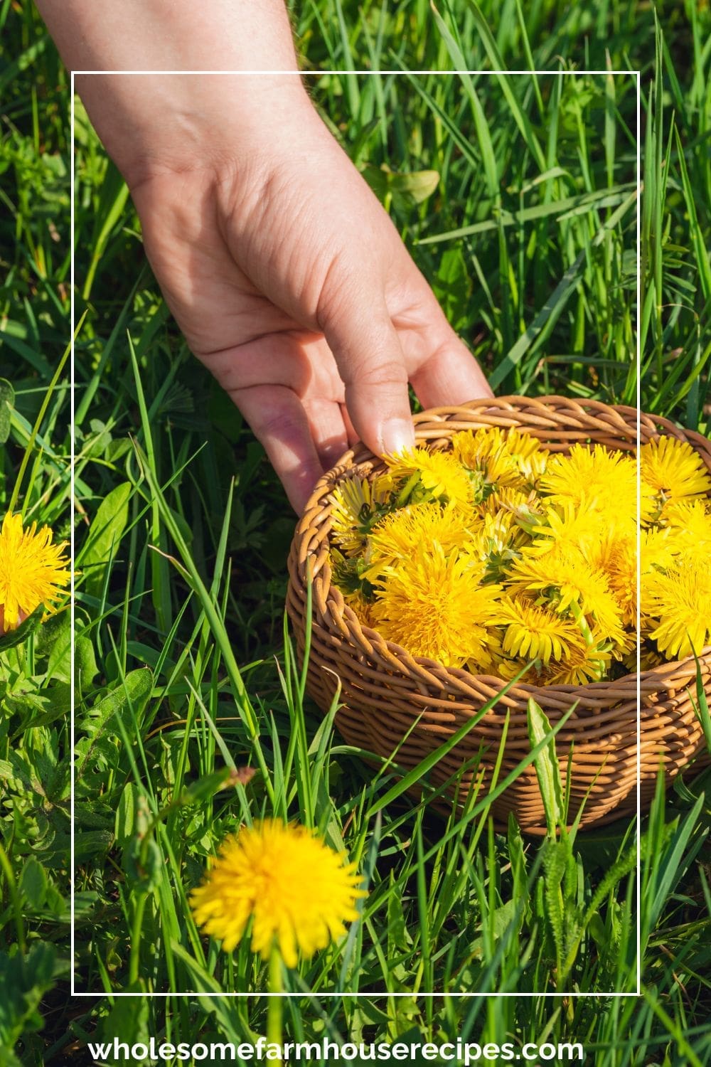 Gathering Dandelion Flowers