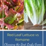 Quick and Crispy Cheddar Cheese Crackers Recipe