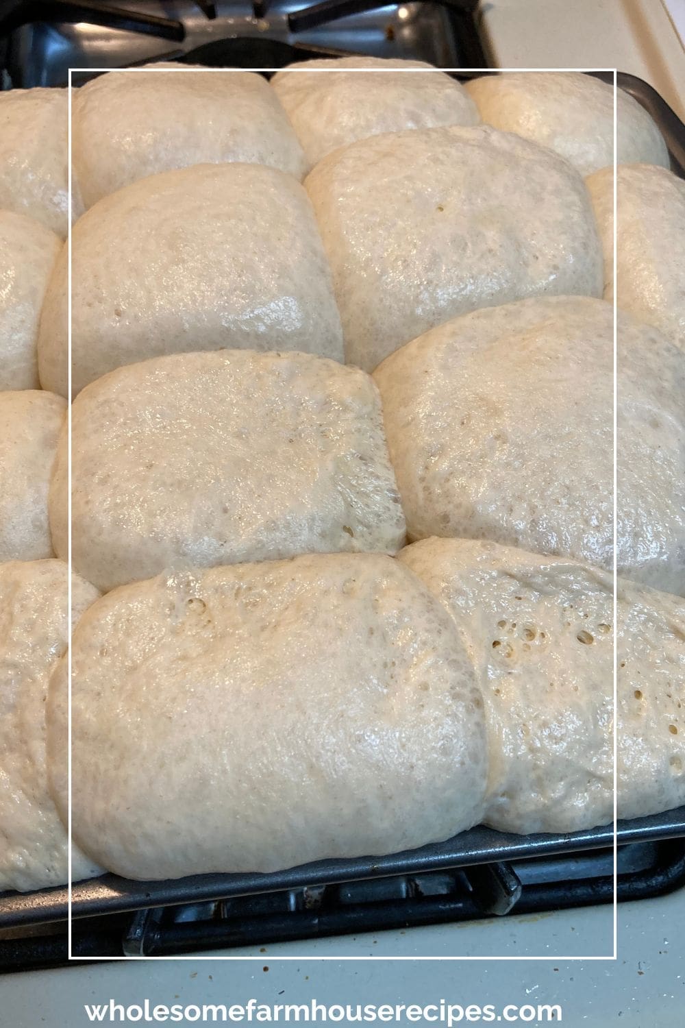 Rolls risen and ready for baking