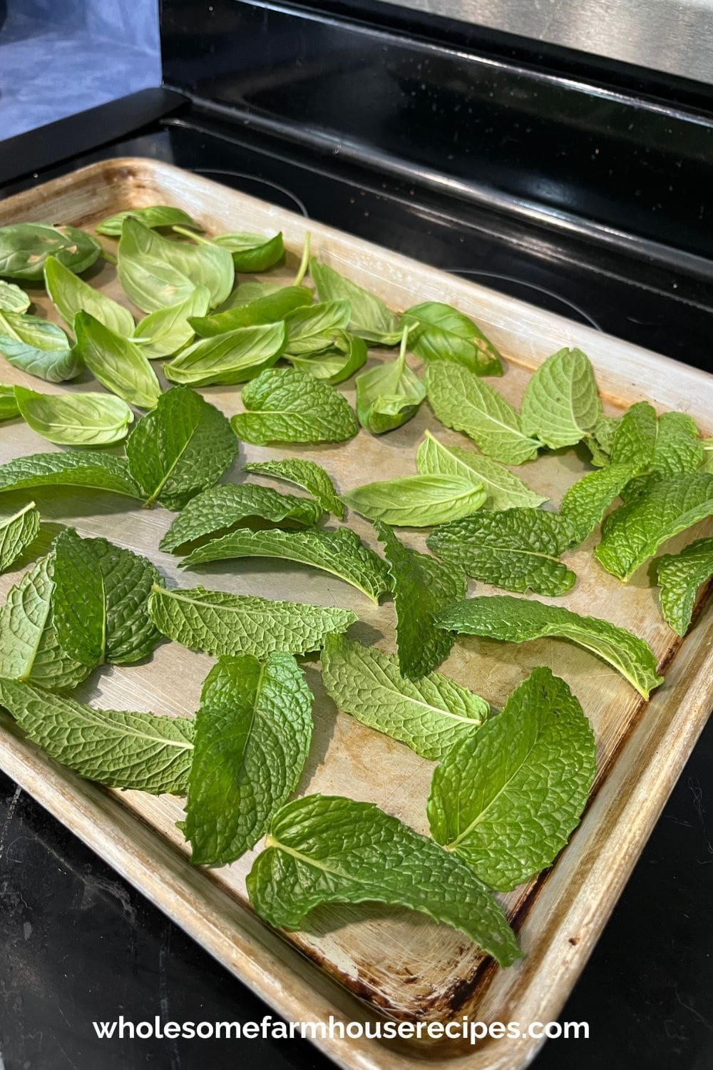 Drying Mint